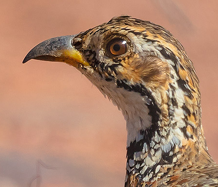 Shelley's Francolin